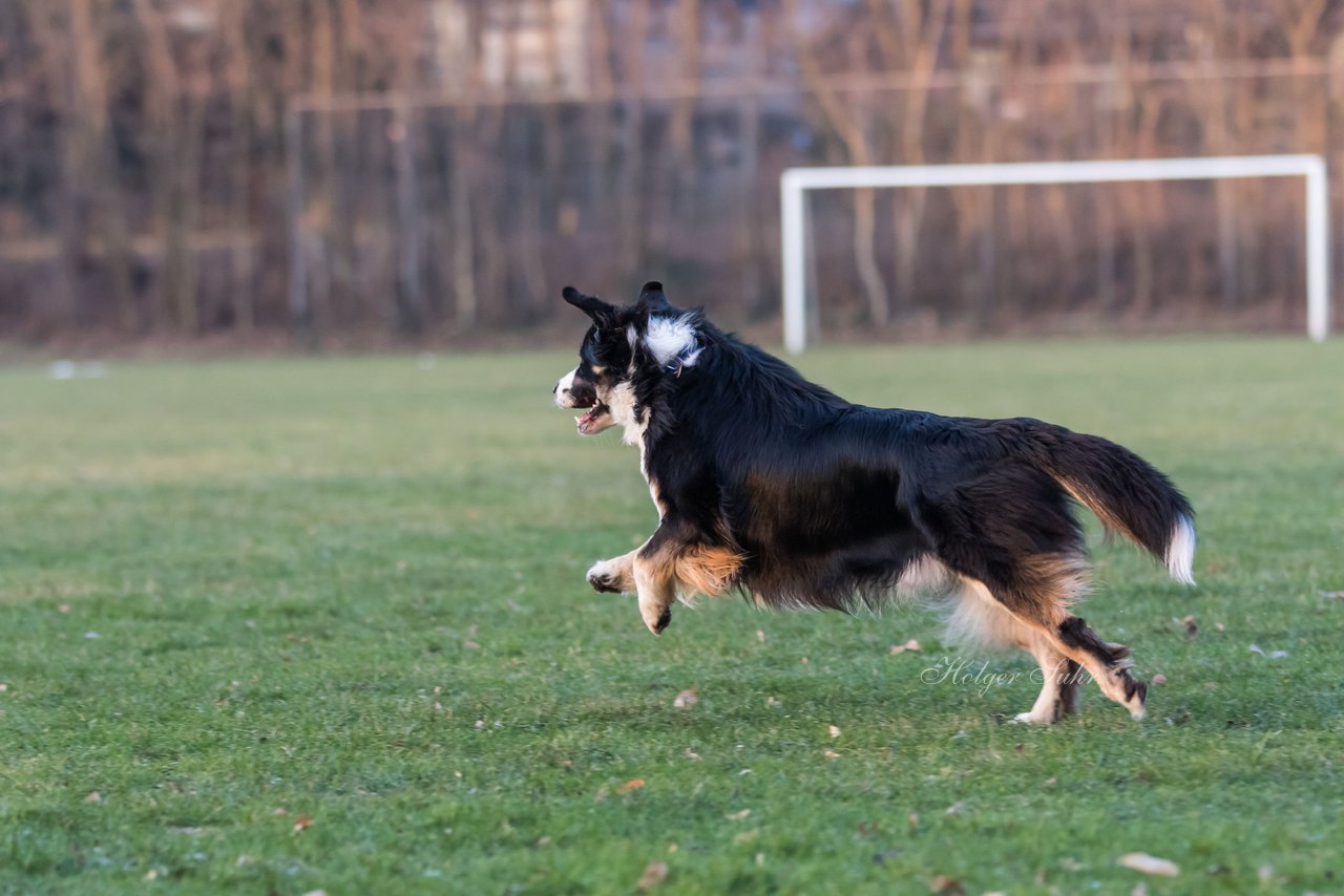 Bild 47 - Hundeshooting